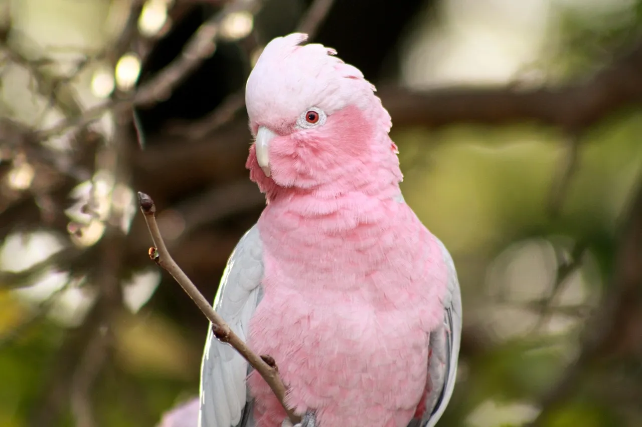 Pillow - Galahs by Sandra Temple