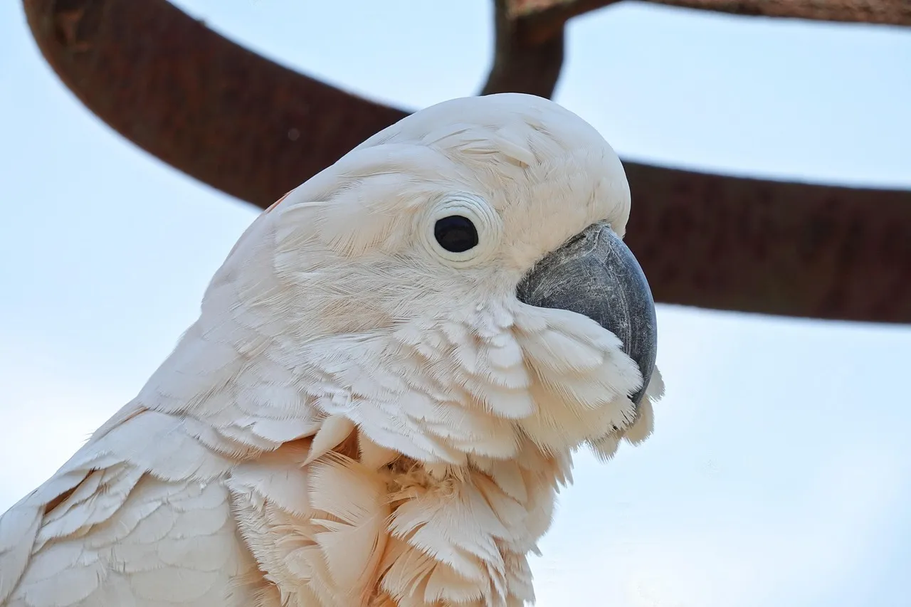 Premium Pillow - 'Contemplation' by Matteo Grilli "Cockatoo"