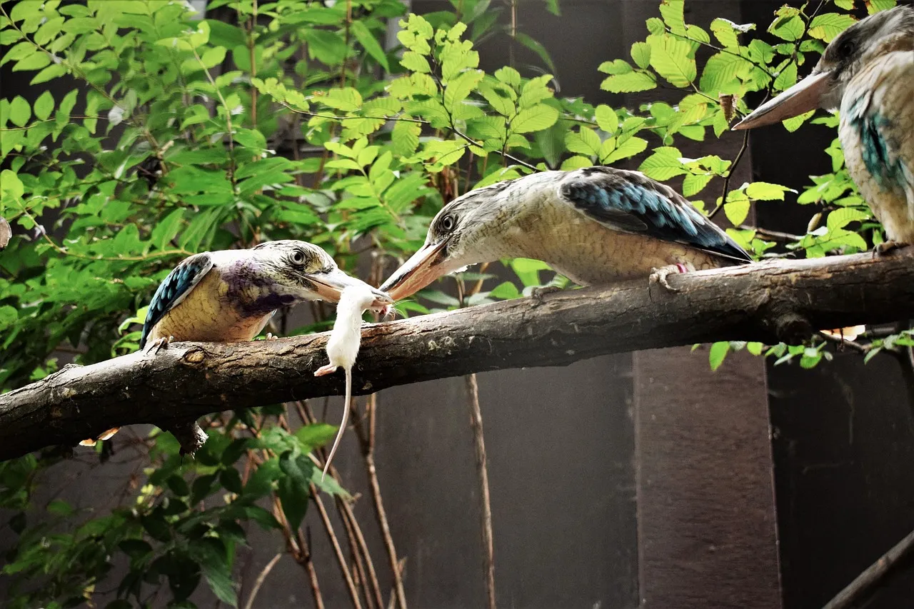 Beach Bag - Kookaburras by Robyn Cockburn