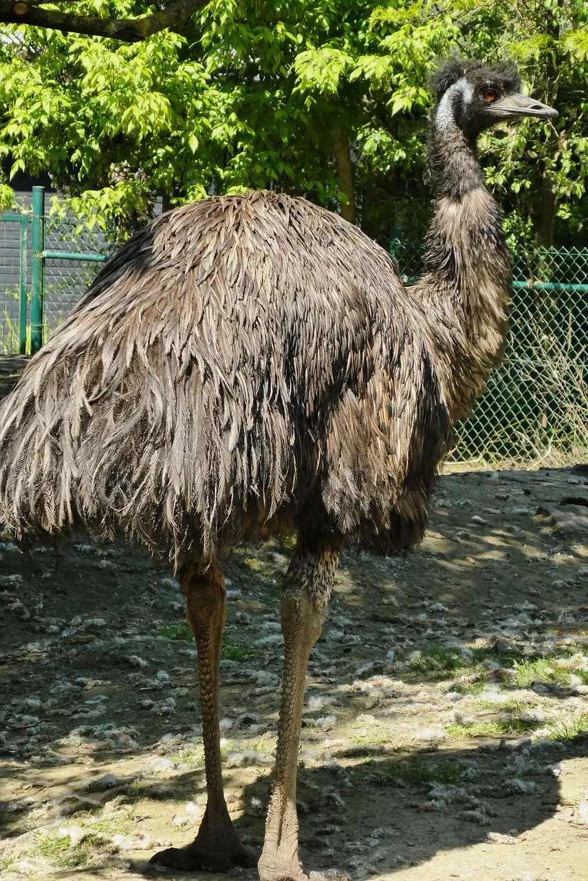 Pillow - Emu by Gail Higgins