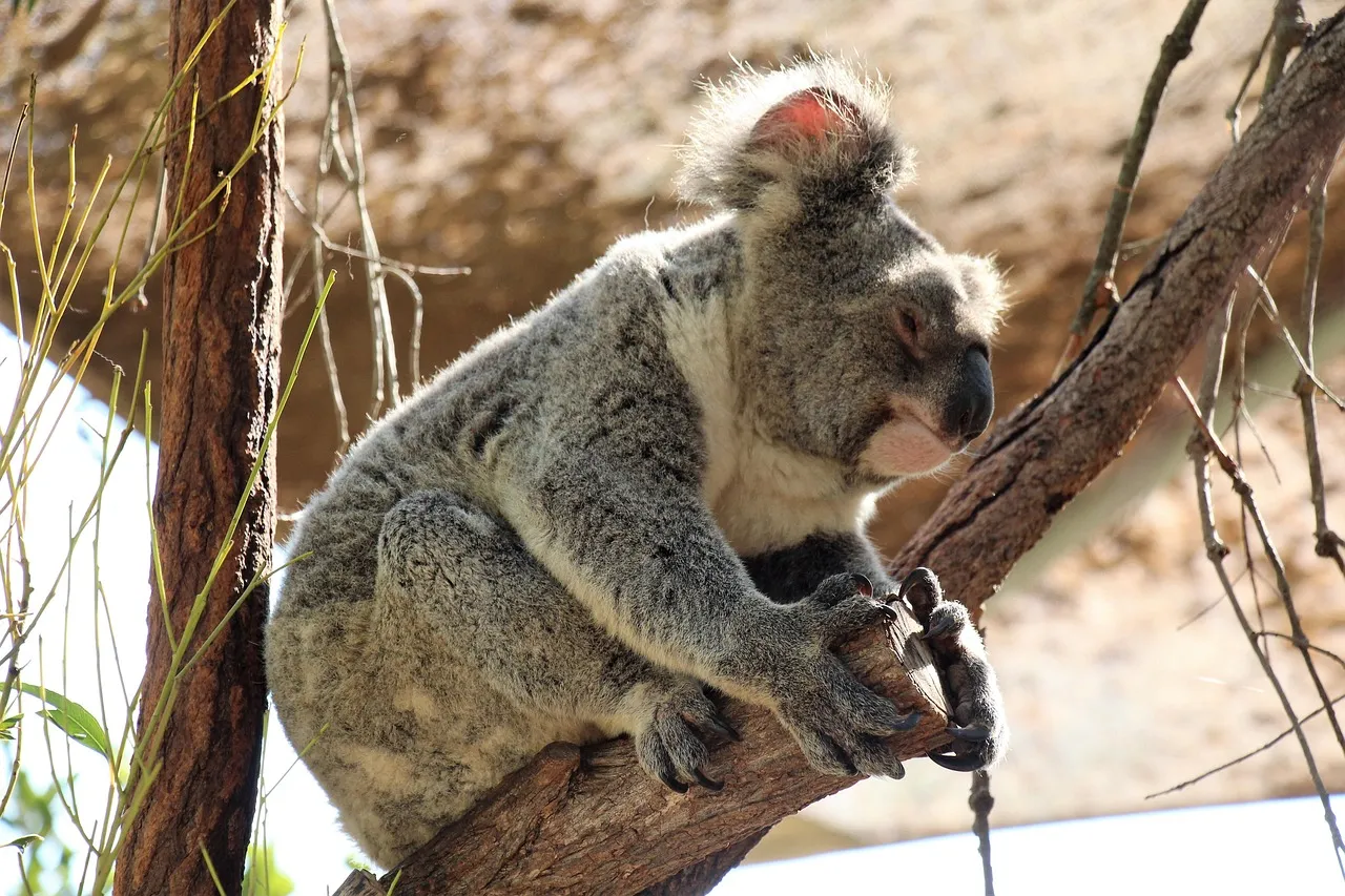 Beach Bag/Large Tote Bag - Koala by Lisa Sommer