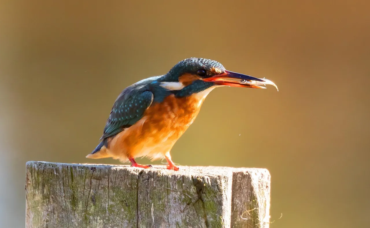 Beach Bag - Sacred Kingfisher by Peta Harvey