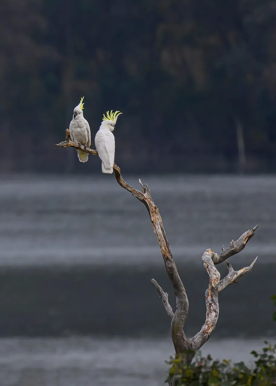 Beach Bag - Gang gang cockatoos by Robyn Cockburn