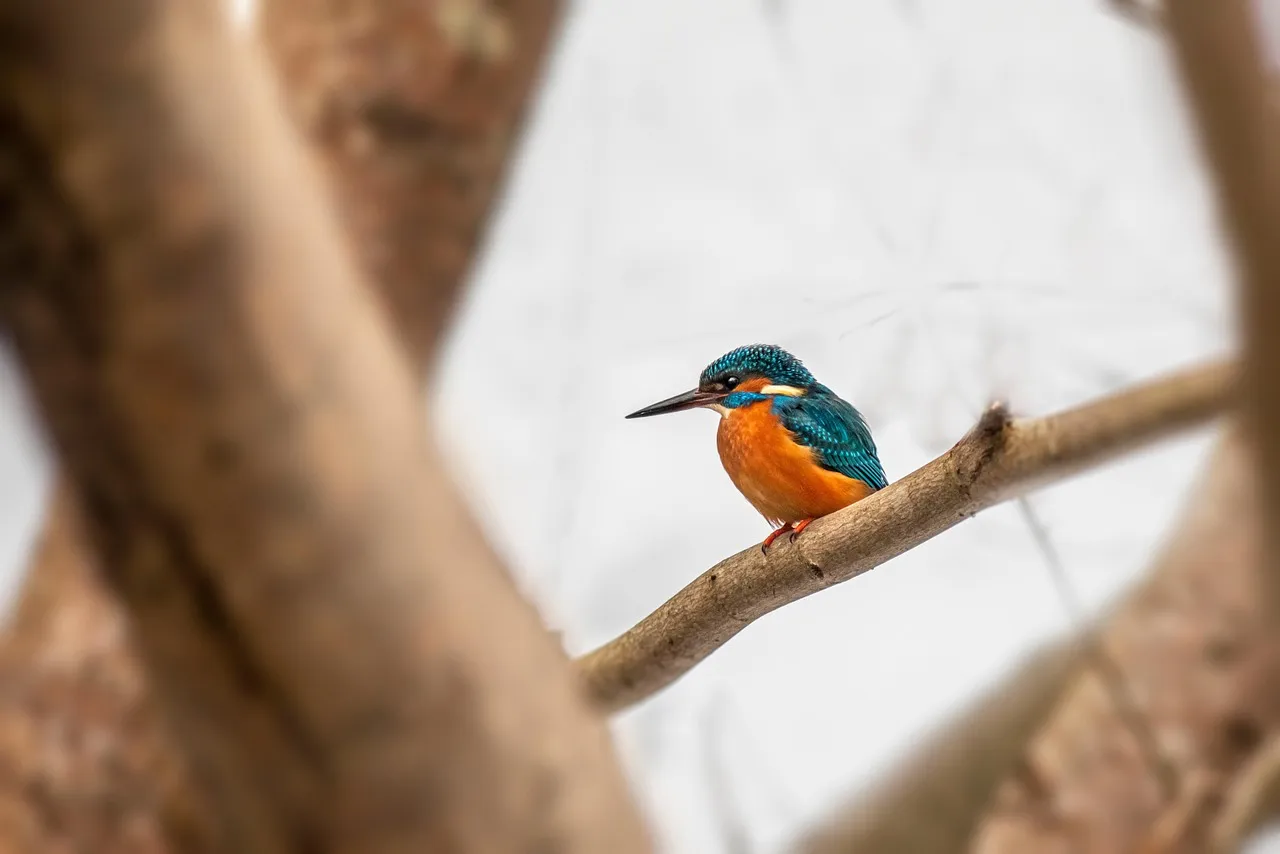 Beach Bag - Sacred Kingfisher by Peta Harvey