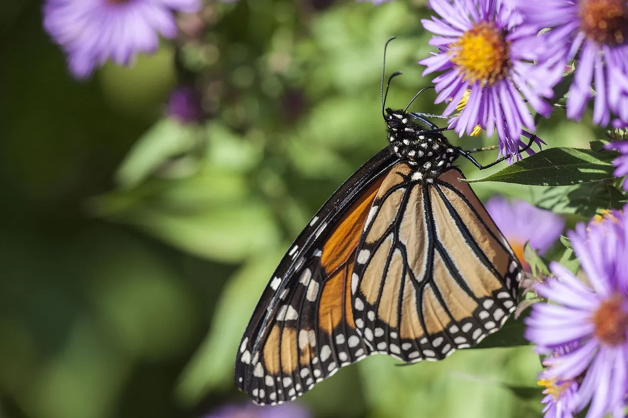 Pillow - Scarlet honey-eater and Monarch butterfly by Sandra Temple