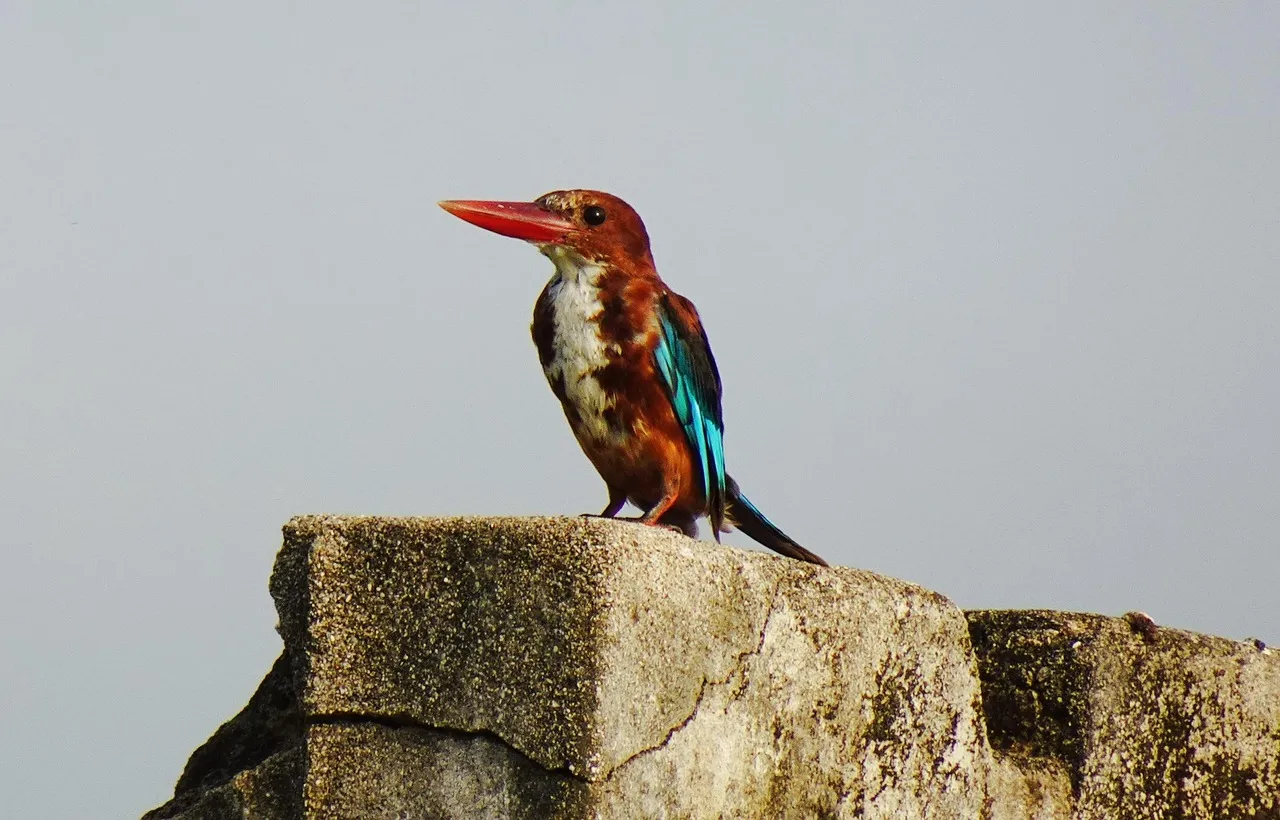Beach Bag - Sacred Kingfisher by Peta Harvey