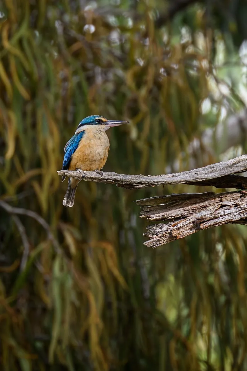 Beach Bag - Sacred Kingfisher by Peta Harvey