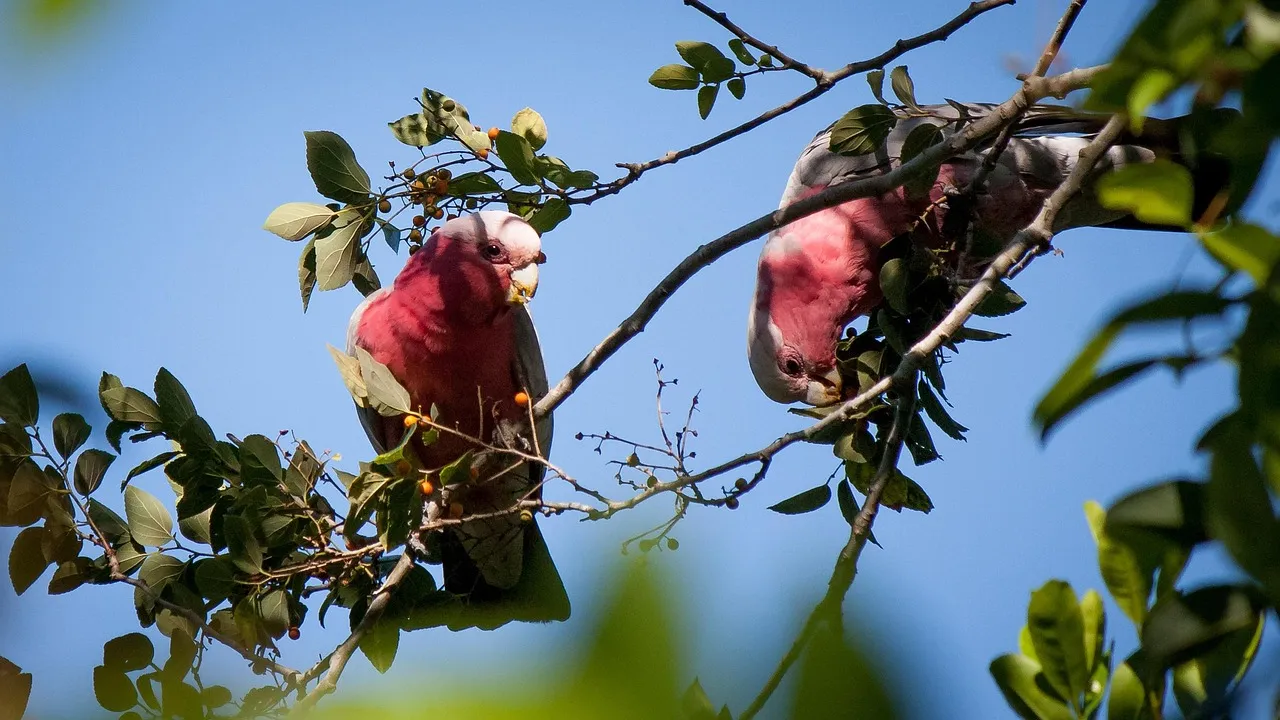Pillow - Galahs by Sandra Temple