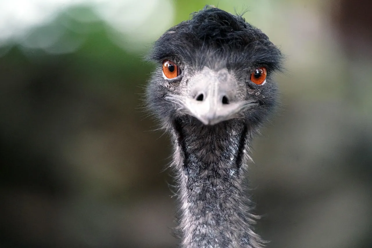 blue strip on left - Emu head on the right  by Gail Higgins