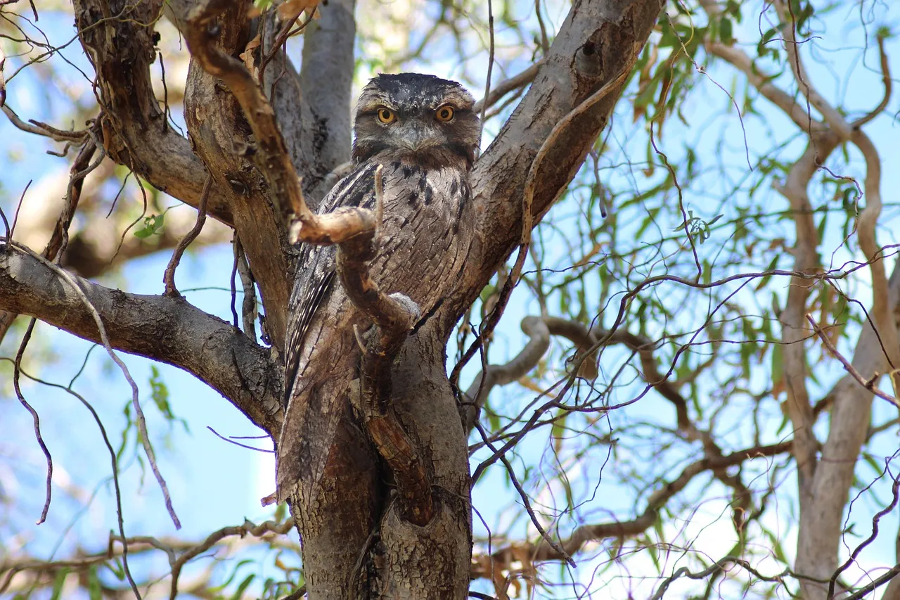 Beach Bag - Tawny Frogmouth by Peta Harvey