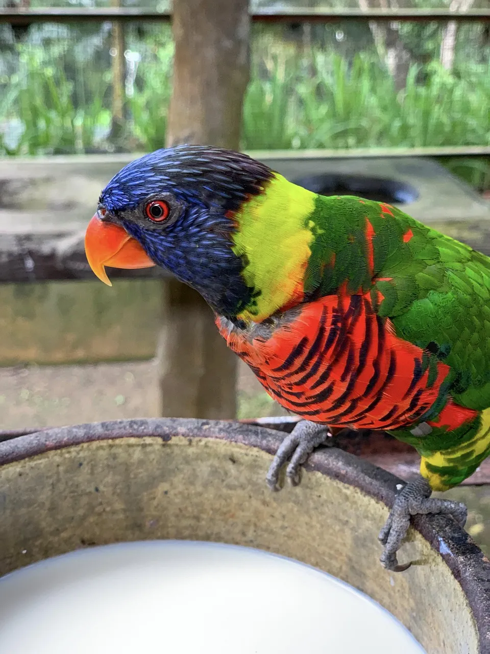 Beach Bag - Lorikeets by Gail Higgins