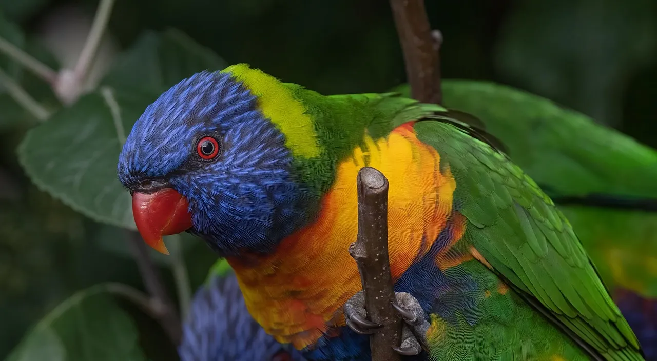 Beach Bag- Lorikeet by Matteo Grilli