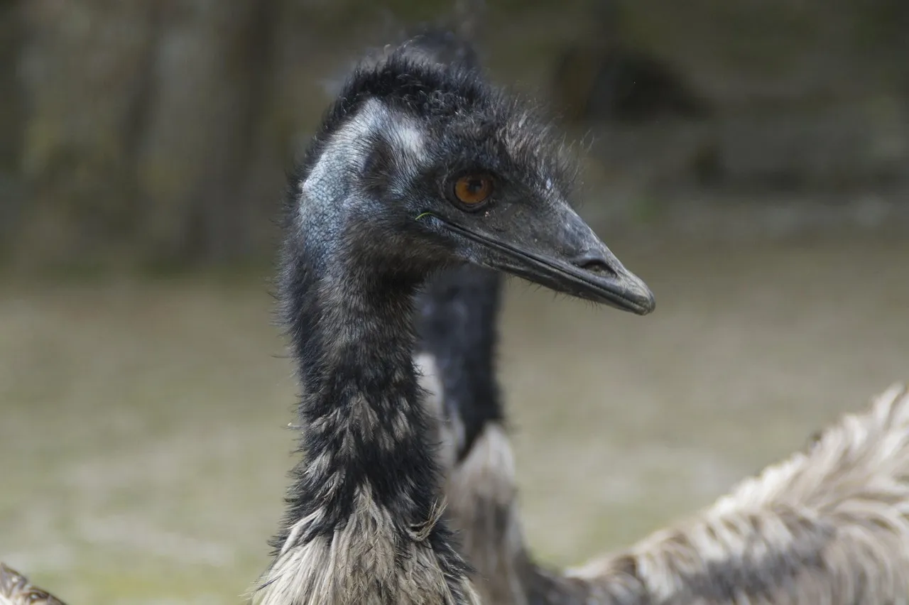 Pillow - Emu by Gail Higgins