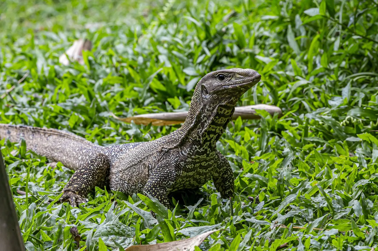 Pillow - Monitor Lizard by Sandra Temple