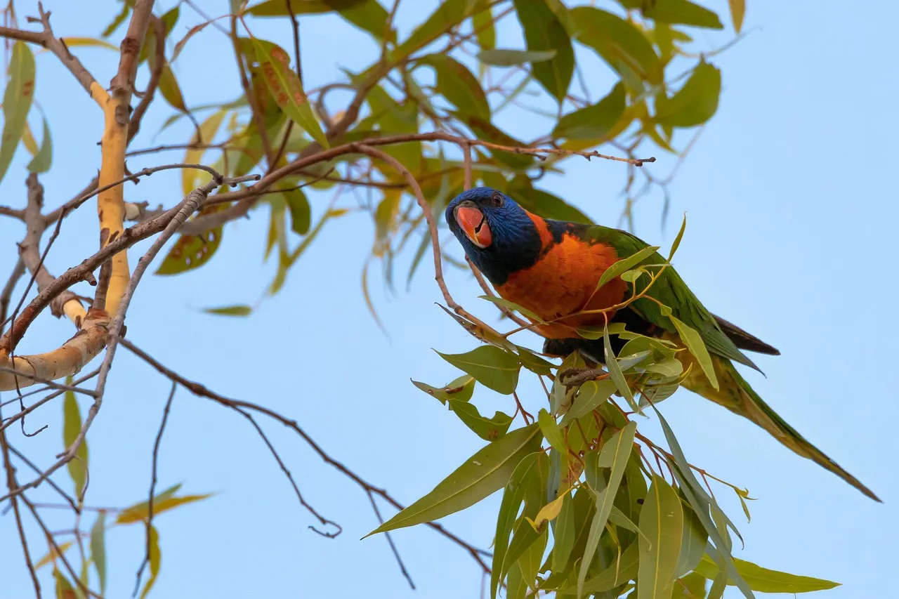Beach Bag - Lorikeets by Gail Higgins