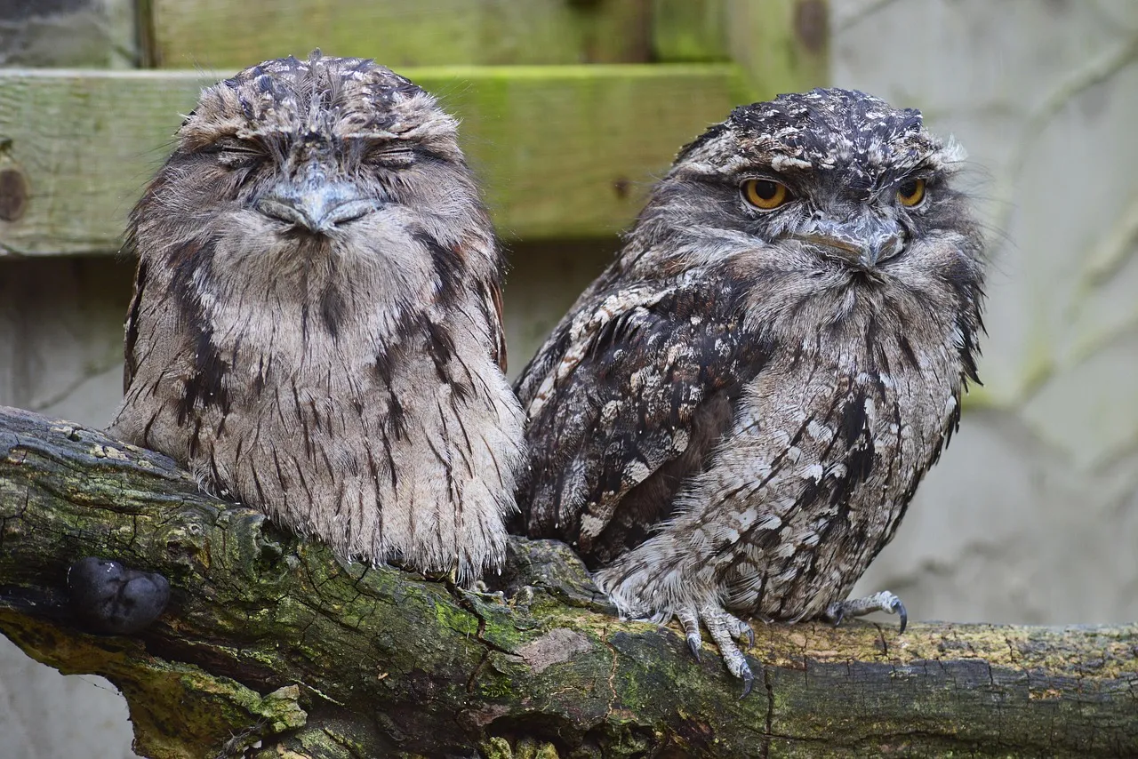 Beach Bag - Tawny Frogmouth by Peta Harvey