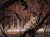 Koala Bushfire (WWF)