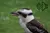 Bird Sounds of Australia