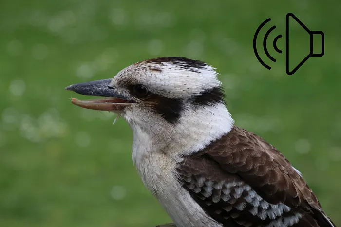 Bird Sounds of Australia