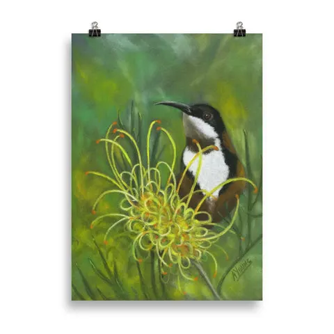 alan young eastern spinebill