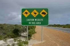Wildlife signs