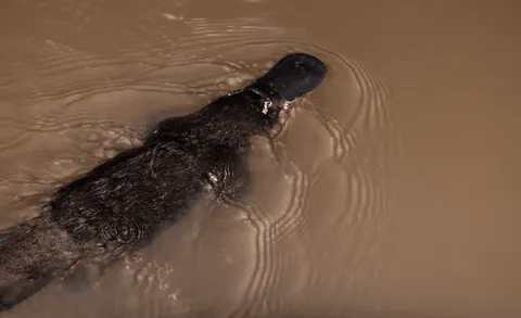 Platypus released into the wild - rescued wildlife - natural art