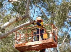 Fauna spotter at construction site