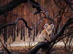 Burnt tree Koala