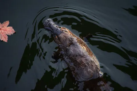 Platypus swimming down a river in New South Wales - rescued wildlife - natural art