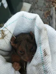 Rescued possum from the back of the AusWildlifeArt house, credit Béatrice Binz