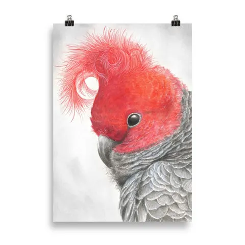 Gang Gang Cockatoo by Nadya Neklioudova