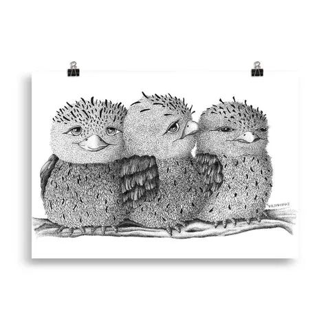 Tawny frogmouth print Claudine Dunn