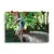 Print - Rainforest King - Cassowary - by Sandra Temple