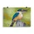Print - Sacred Kingfisher by Alan Young