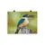 Print - Sacred Kingfisher by Alan Young