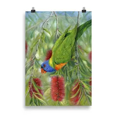 Lorikeet Art by Alan Young