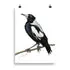 Print - Magpie by Rachael Curry