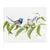Throw Blanket - Variegated Fairy Wrens by Nadya Neklioudova
