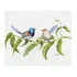 Throw Blanket - Variegated Fairy Wrens by Nadya Neklioudova