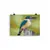 Frameless Print - Sacred Kingfisher by Alan Young