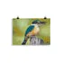 Print - Sacred Kingfisher by Alan Young