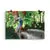 Print - Rainforest King - Cassowary - by Sandra Temple