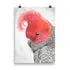 Print - Gang Gang Cockatoo by Nadya Neklioudova