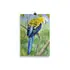 Prints - Pale-headed Rosella by Alan Young
