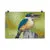 Print - Sacred Kingfisher by Alan Young