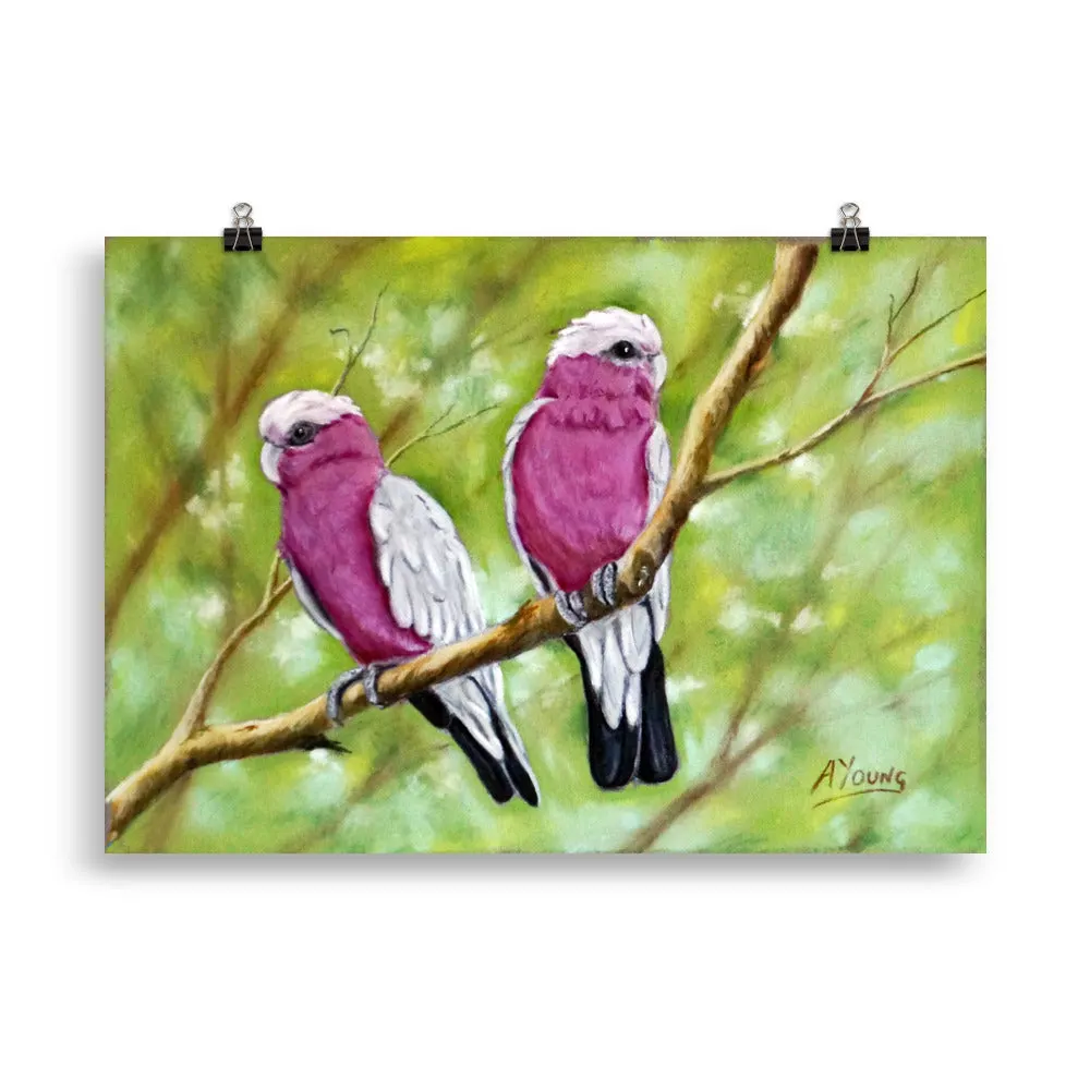Galah Print