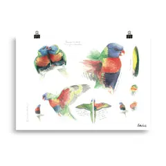 Lorikeet Art by Matteo Grilli