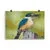 Print - Sacred Kingfisher by Alan Young