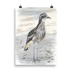 Curlew by Tracy Church